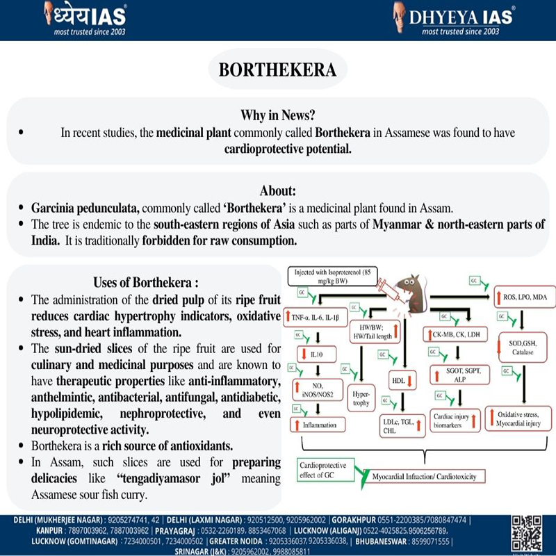 Info-paedia : BORTHEKERA